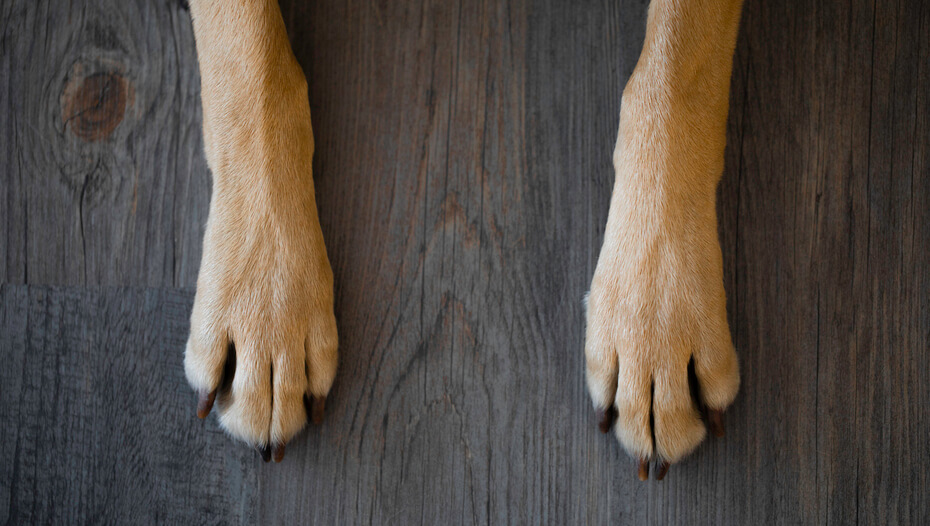close up of dog paws on wood