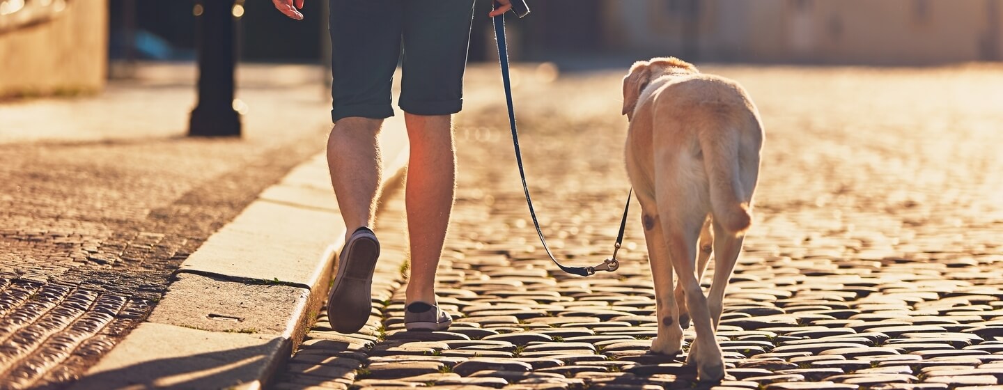 Golden Labrador walking down pebbled street with owner.