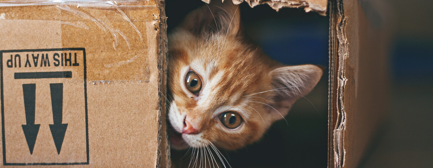 ginger cat hiding in a cardboard box
