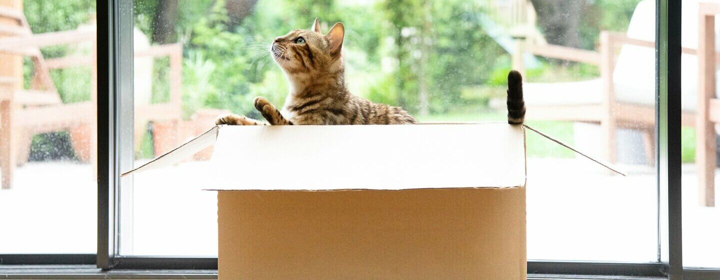 Bengal cat sitting in a moving box