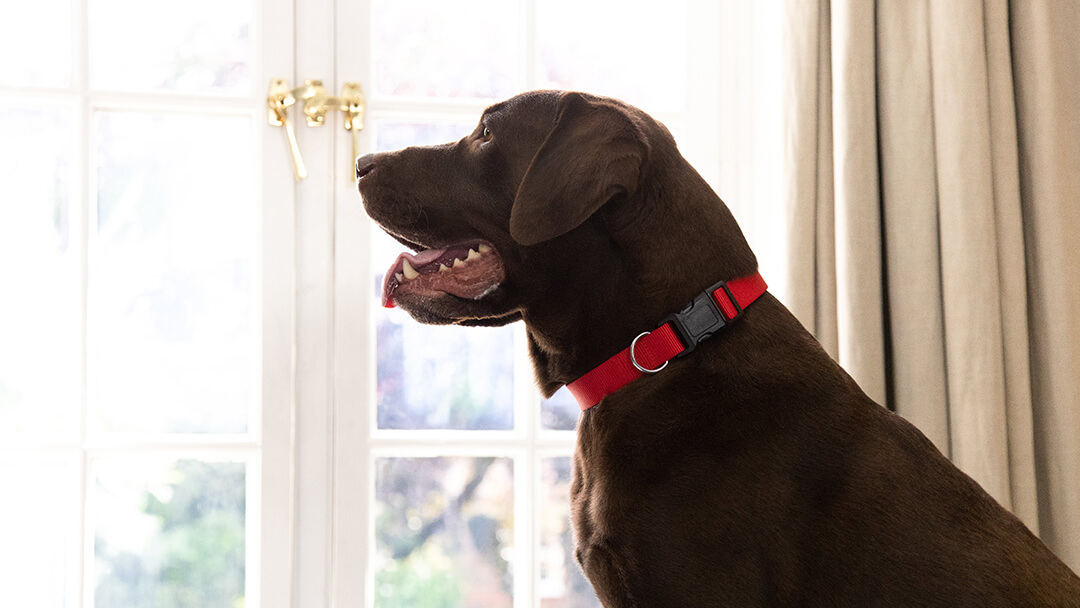 Brown dog with red collar affected by pancreatitis