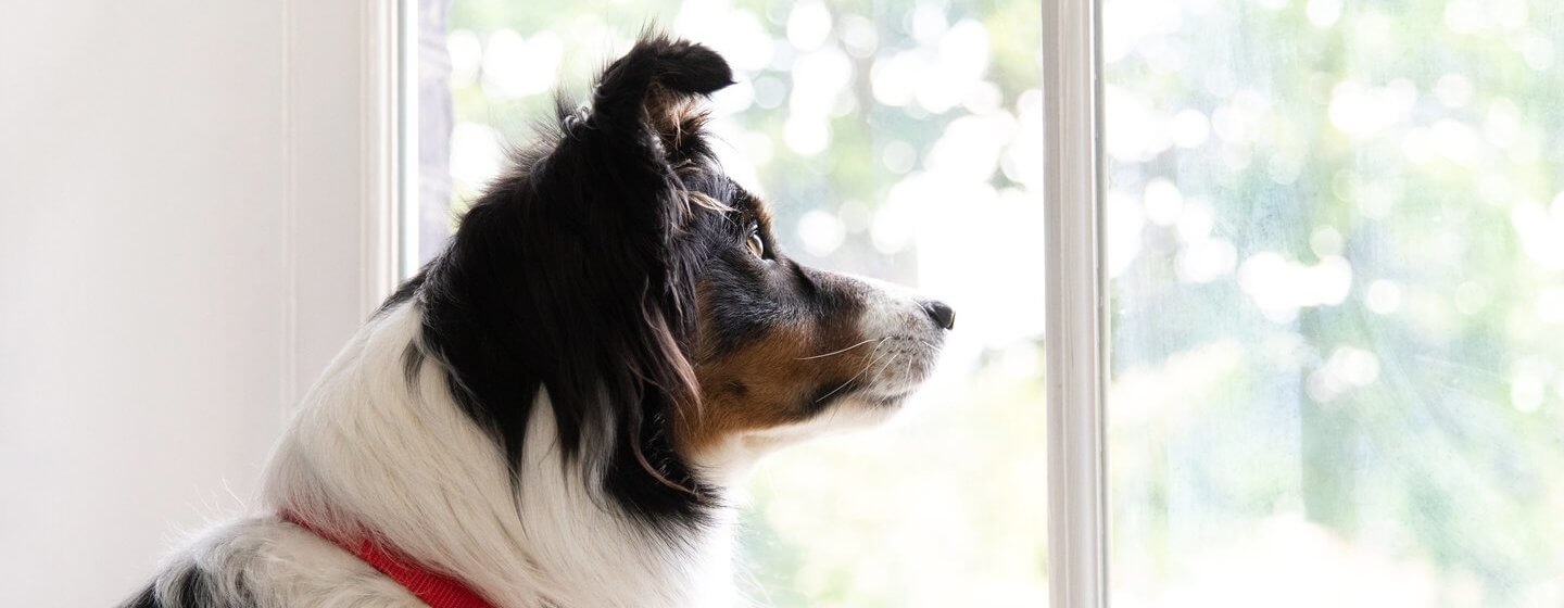 Collie dog sitting inside on a window seat looking outside through the window.