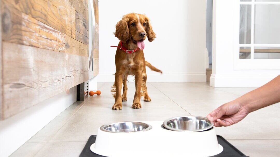Puppy waiting for food as part of training