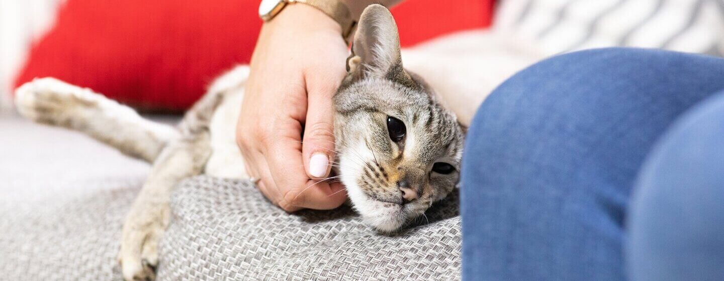 Cat lazing on couch with owner