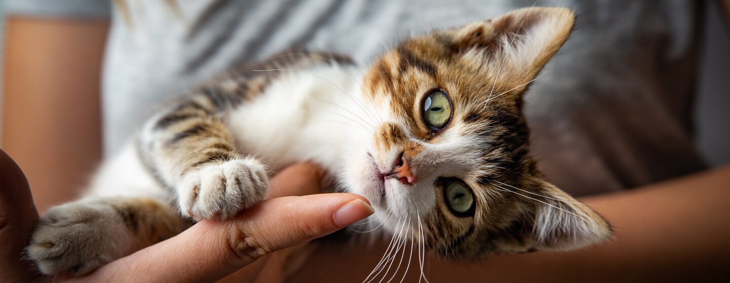 Kitten cradled by owner