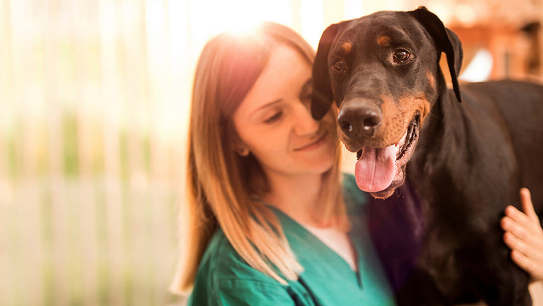 Dog cuddled by owner during seizure symptoms