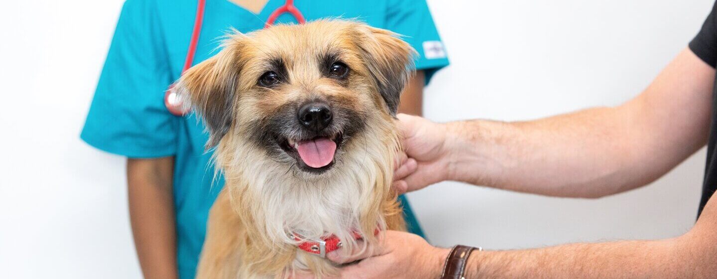 Light brown dog with tongue out siting on vet table.