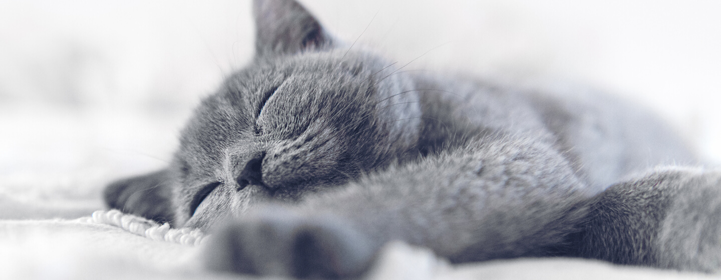 blue/grey cat sleeping