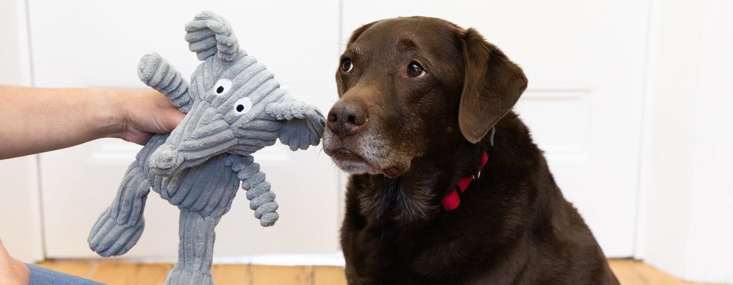 The Best 12 Interactive Dog Toys to Keep Your Canine Busy 