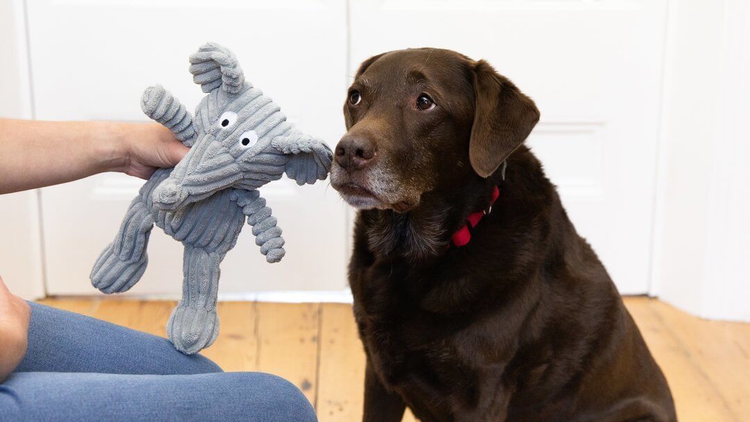 Enrichment Toys for Senior Dogs