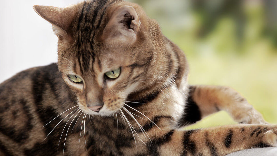 Dark furred cat with green eyes looking over it's shoulder