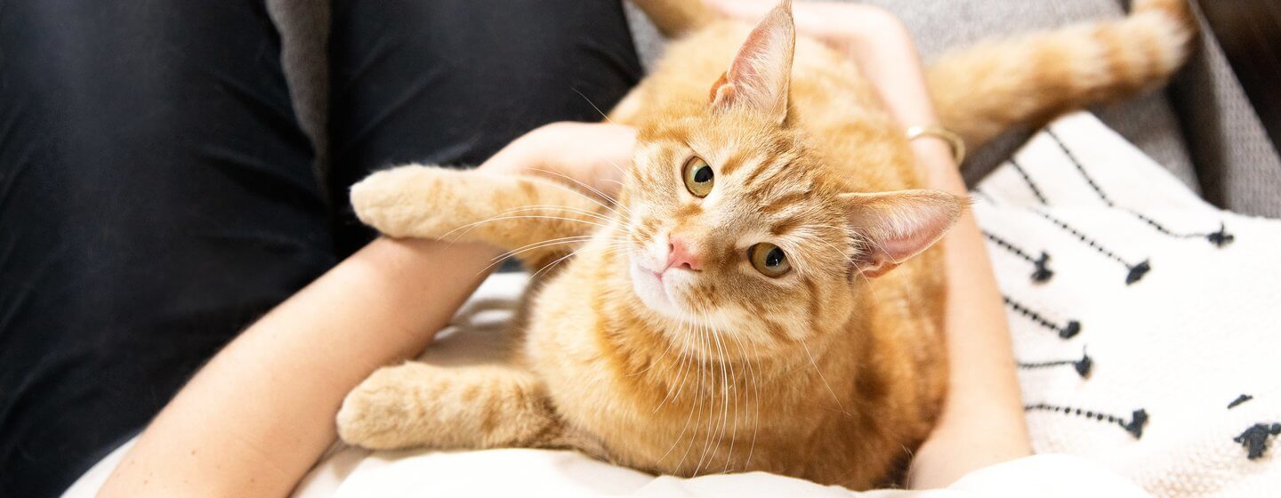 Ginger cat cradled by owner