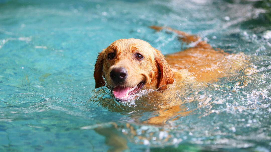 Dog swimming