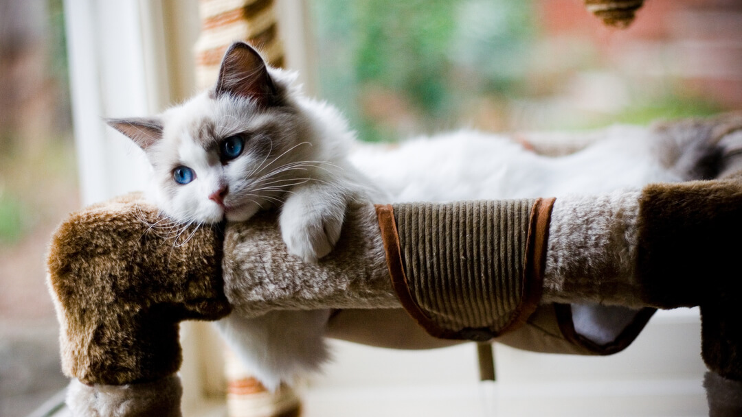  fluffy kitten with blue eyes lying in a bed