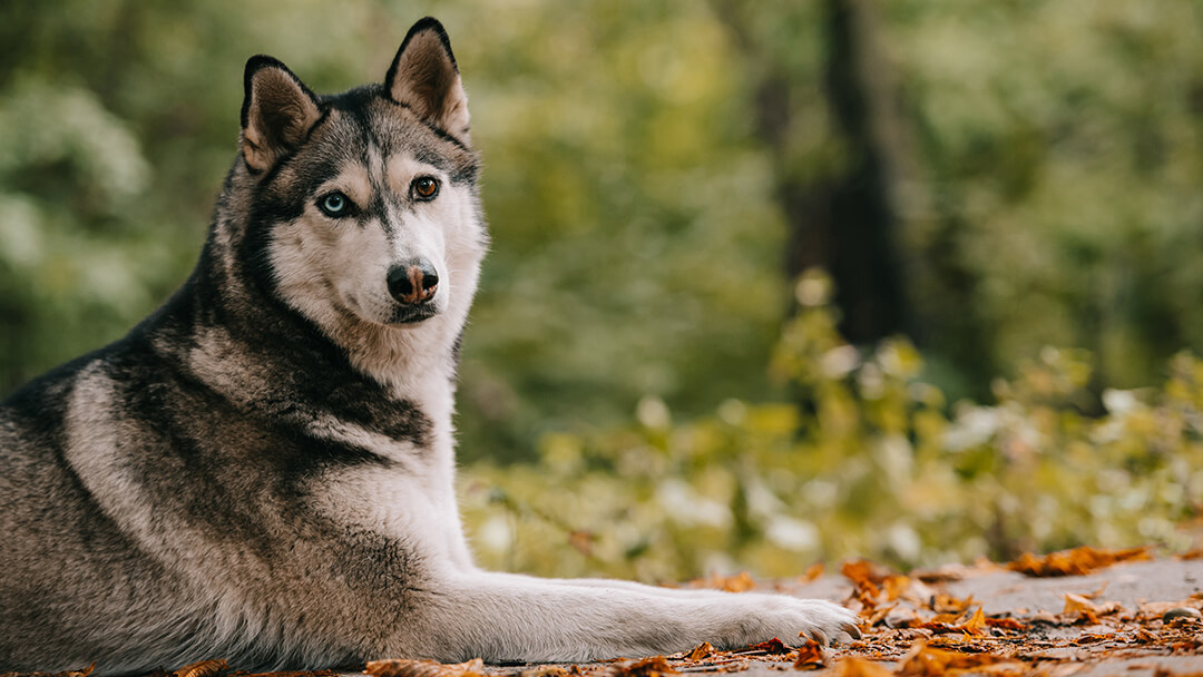 a dog breed that looks like a fox