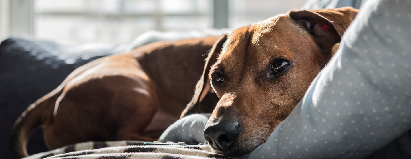 Dog relaxed on bed