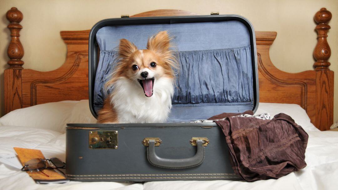 ▷ Pet-Friendly Hotels ❤️ Dog Friendly Accommodations
