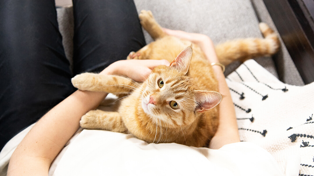 Woman holding cat