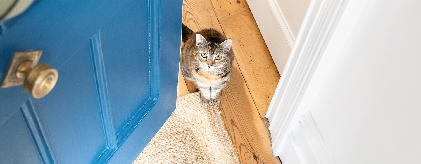Opening blue door to cat sitting on wooden floor