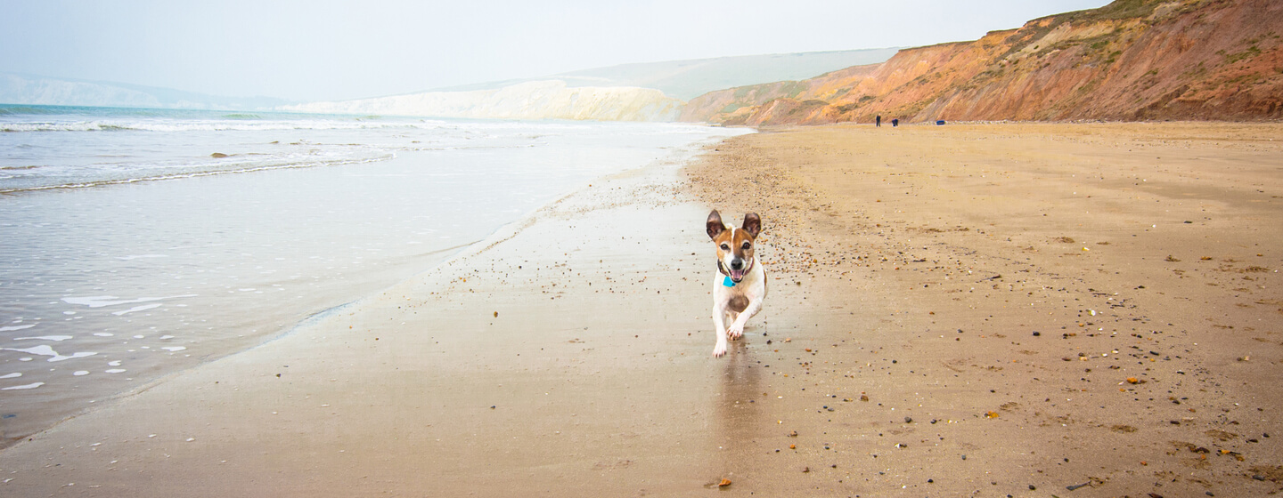 brown and white dog running along a beach with cliffs