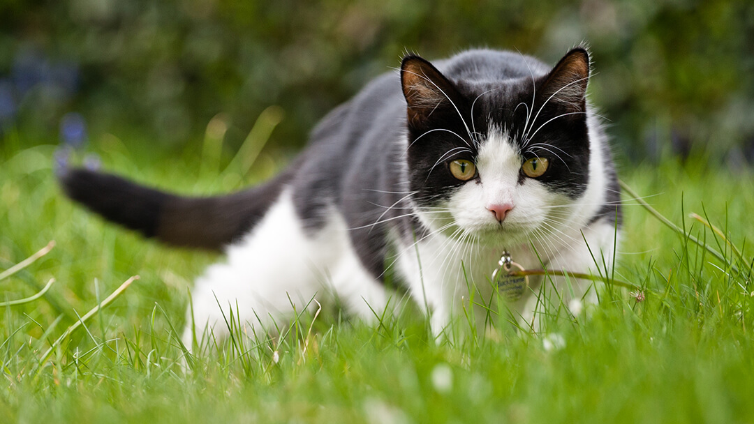 Cat hunting in grass and giving a tail signal