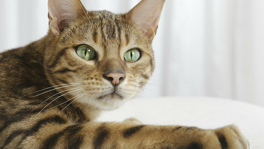 close up of bengal cat with green eyes