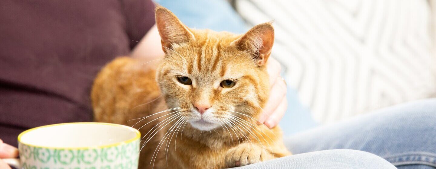 Cat sitting on couch with owner