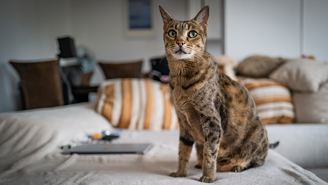 Cat sitting on couch