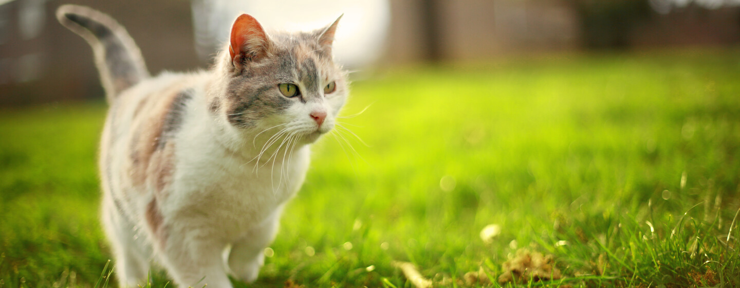 Light furred cat walking on grass.