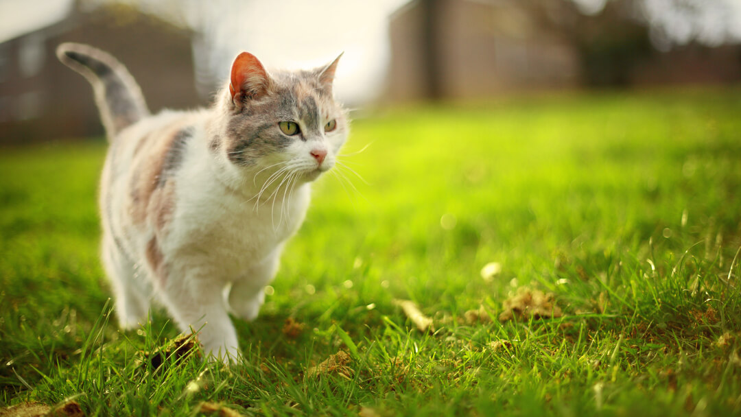 Light furred cat walking on grass.
