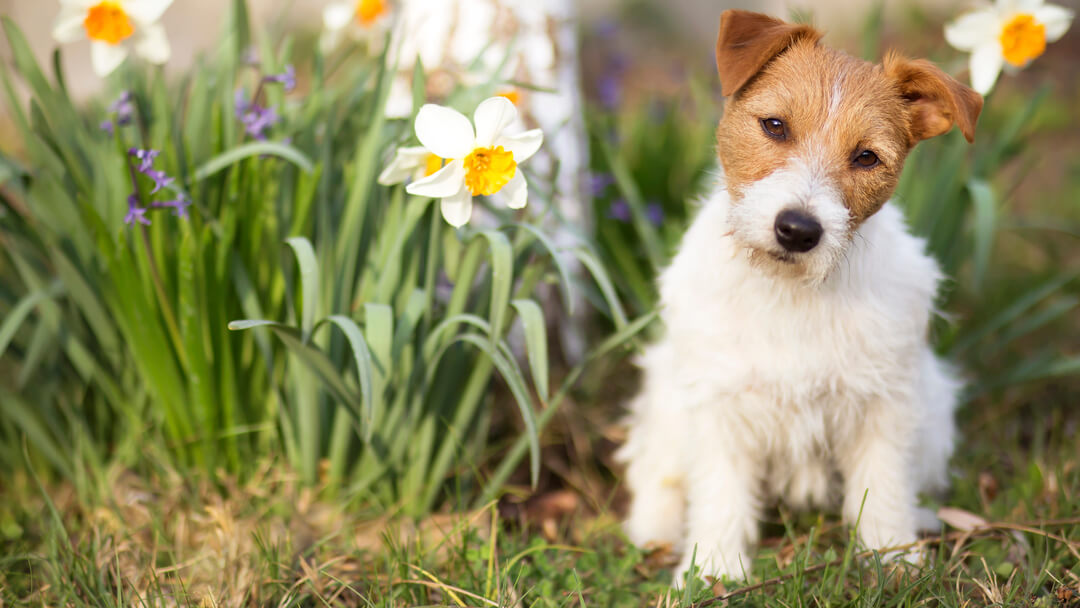 When Your Dog Is Stung by a Bee: Acute Allergic Reactions · The