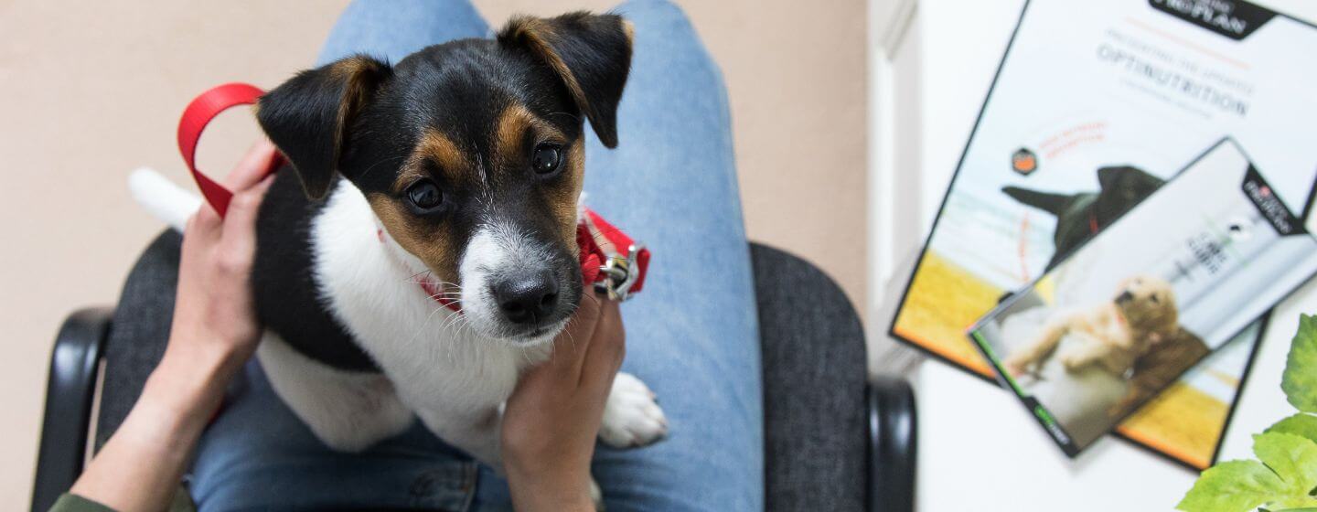 Puppy sitting on lap while waiting at vets