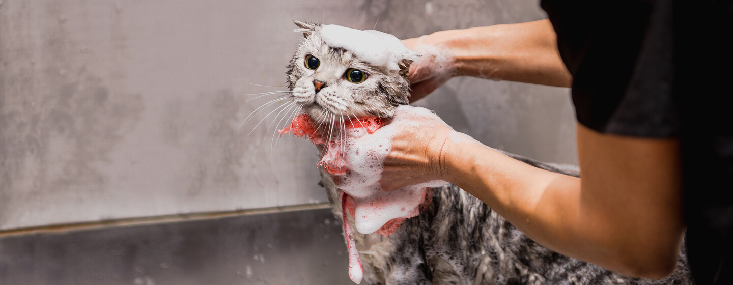 grey cat being bathed by owner