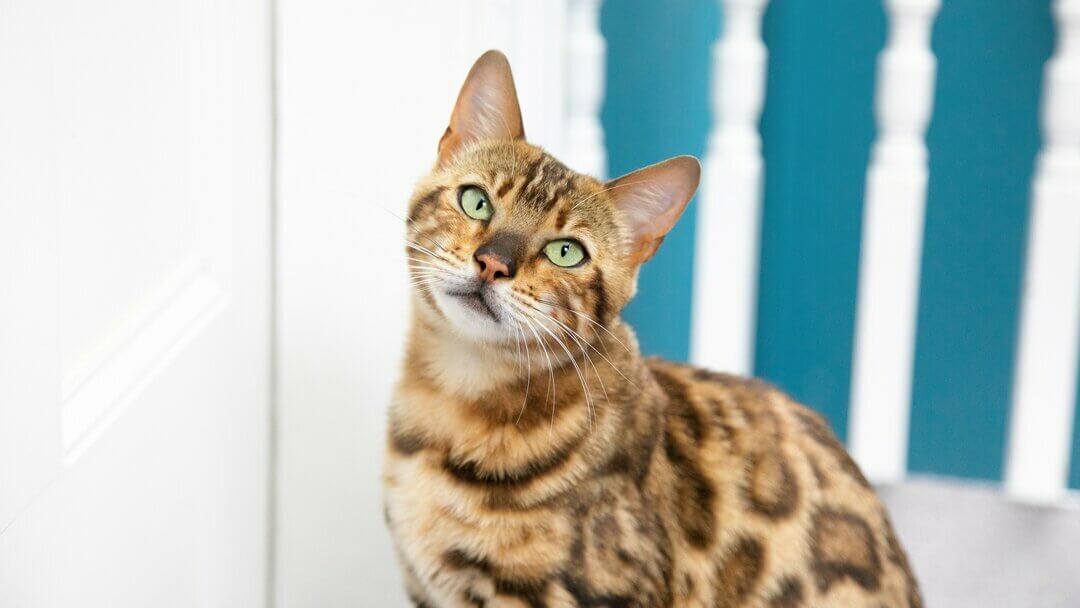 Bengal cat with green eyes showing long whiskers
