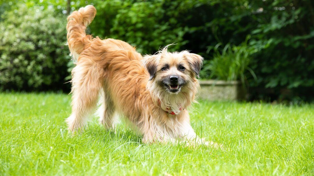 ight brown long-haired dog playing on the grass with tail in the air.