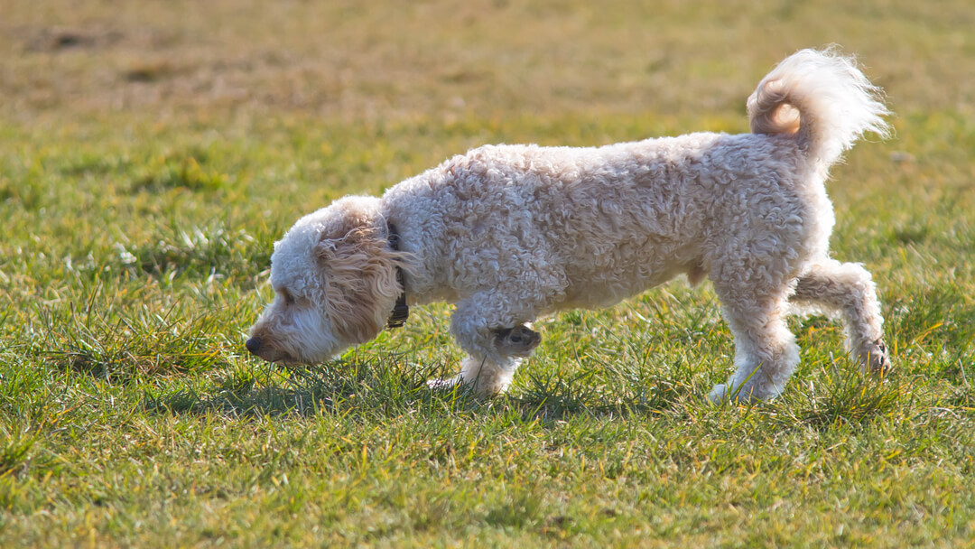 Golden furred dog sniffing the grass