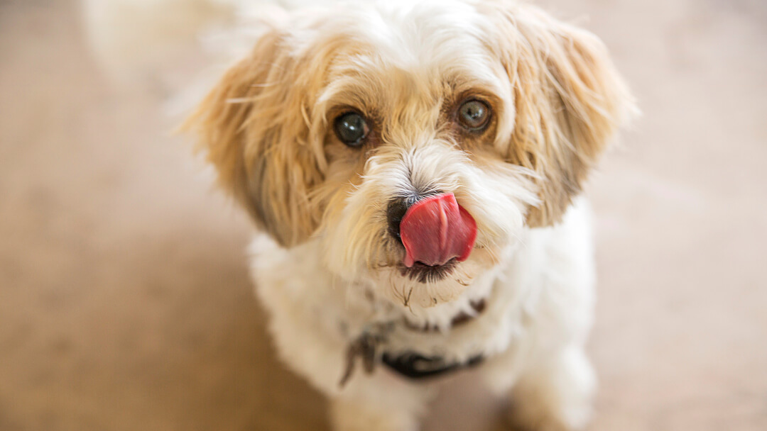 dog licking paws and nose while looking up