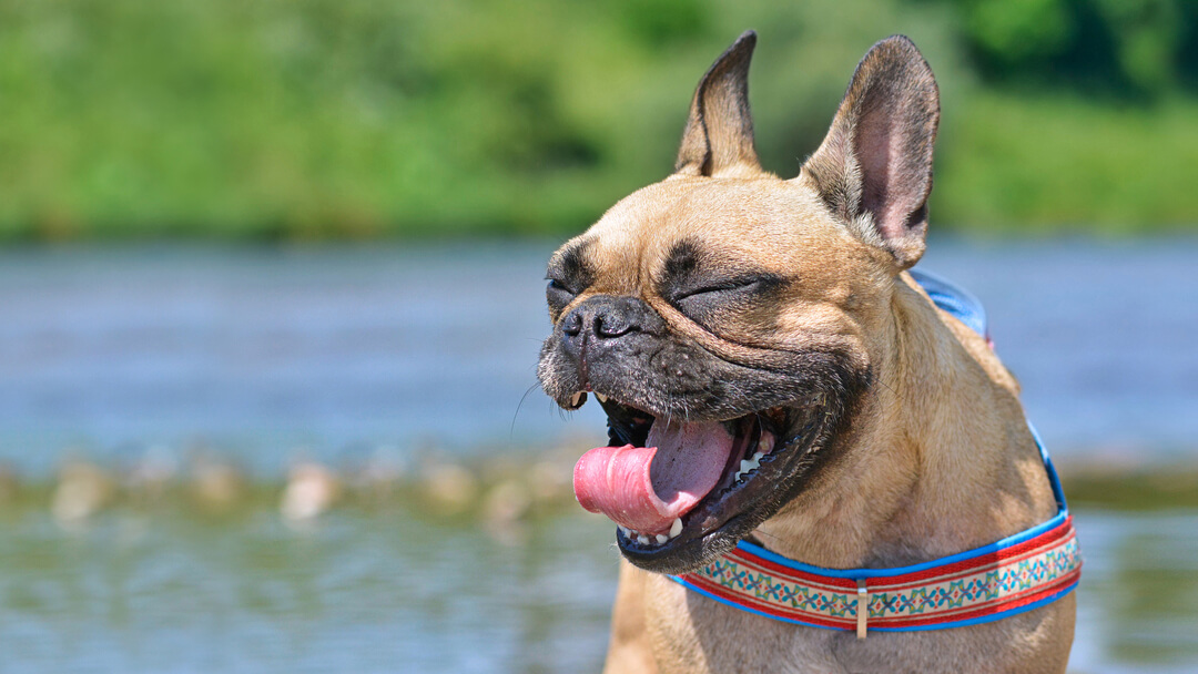 Dog sneezing with nose close-up