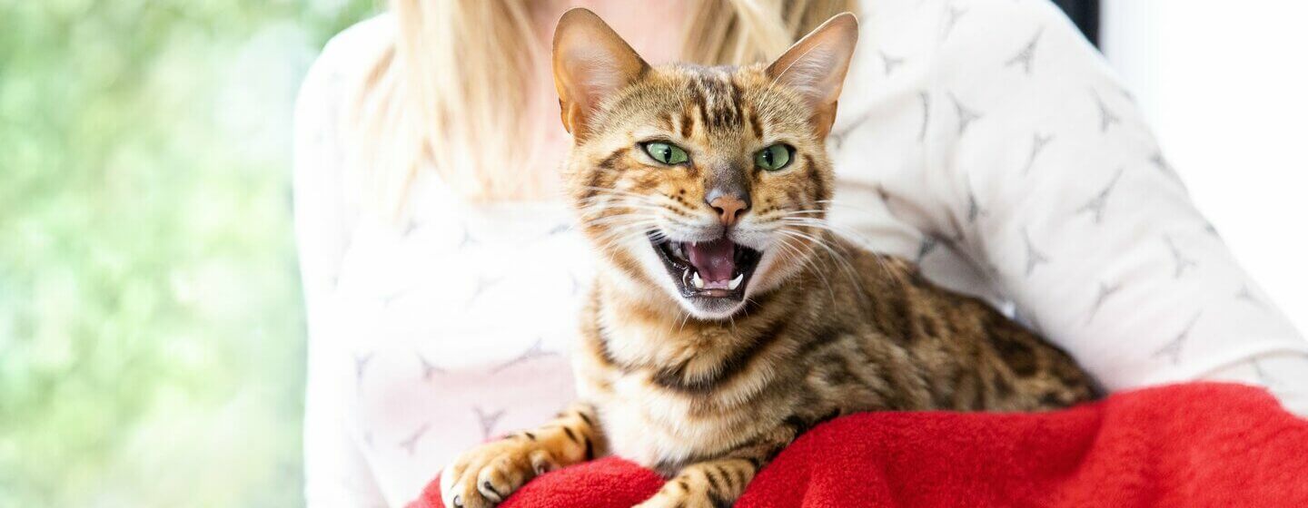 Brown striped cat meowing with mouth wide open and teeth showing.