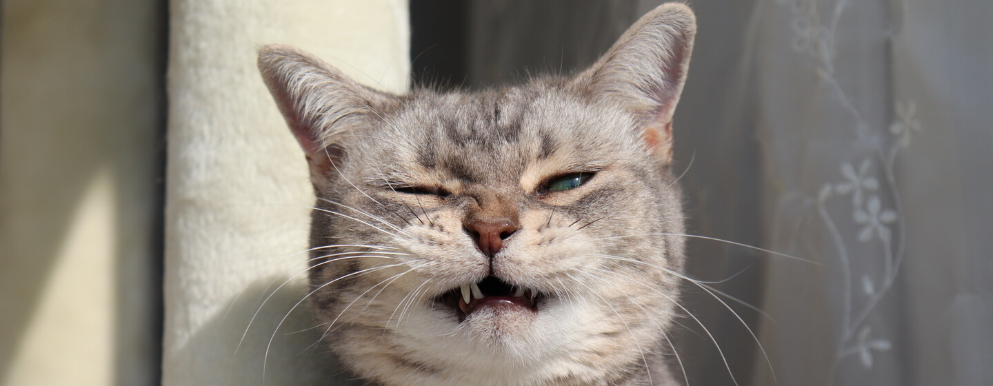 Grey cat sneezing