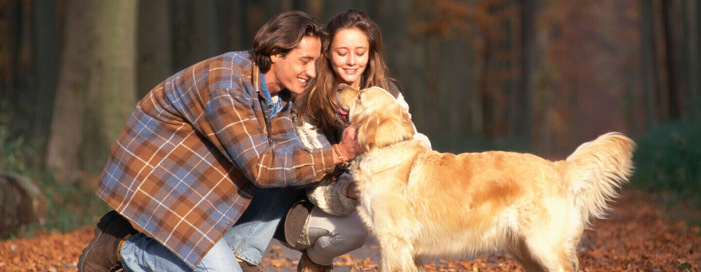 Golden retriever in an autumnal wood being stroked by owners.