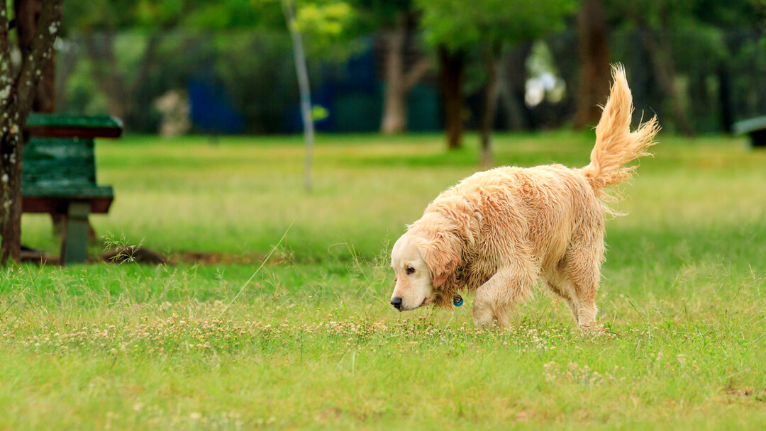 Dog sniffing in the grass while wagging its tail happily