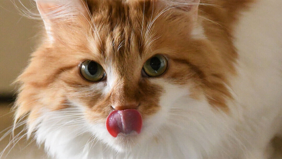 Ginger cat licking nose