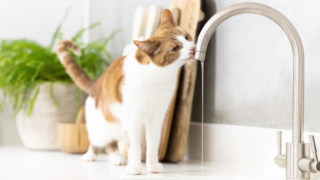 Light brown and white cat drinking from tap.