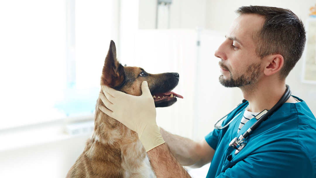 Dog being examined by vet