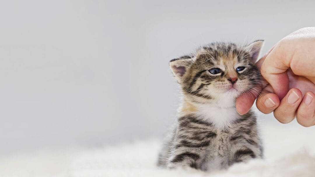 Small kitten being stroked and looking content