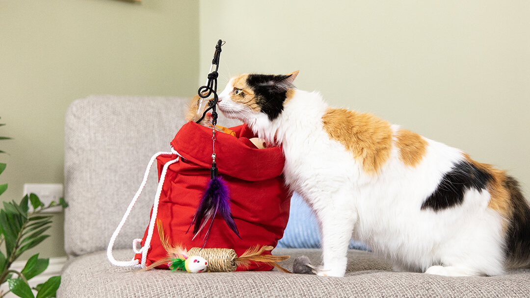 Cat sniffing catnip toys in red bag