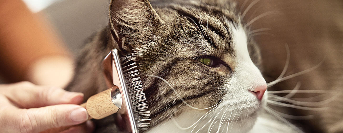 grooming a long-haired cat