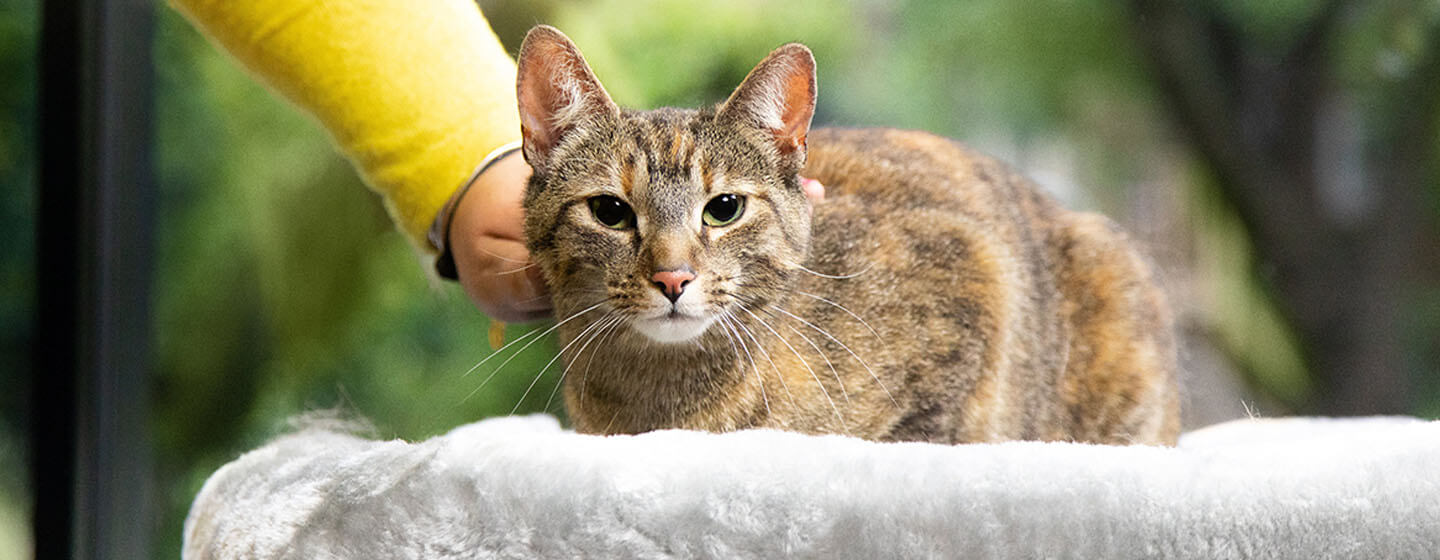 owner stroking cat on cat bed