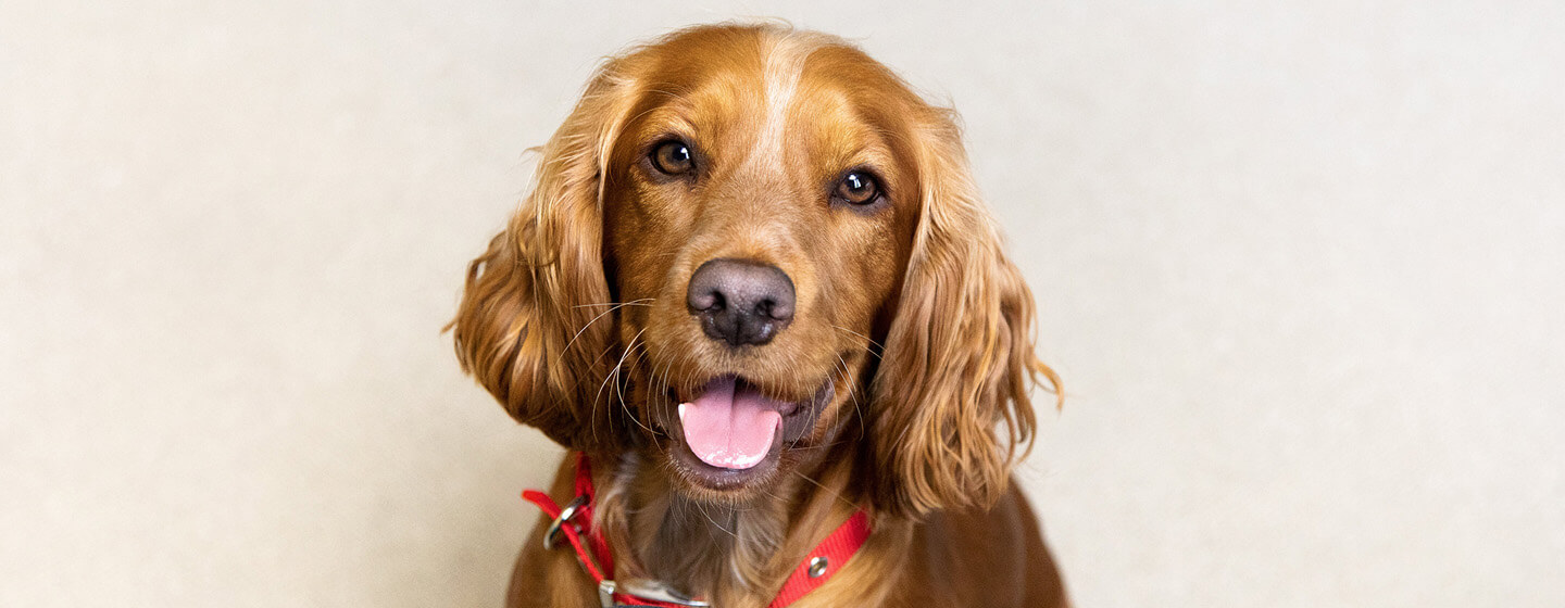 what does it mean when a dogs nose is dry and warm